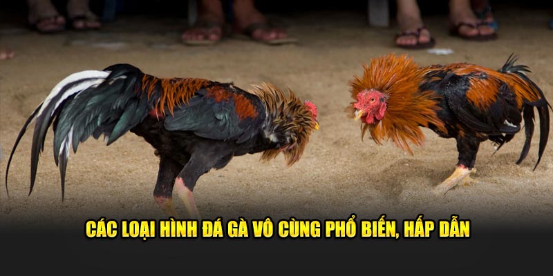 Các loại hình đá gà vô cùng phổ biến, hấp dẫn tại thương hiệu