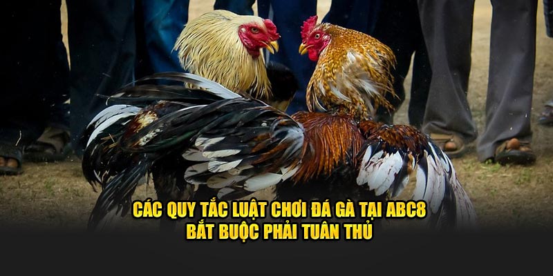 Các quy tắc luật chơi đá gà tại ABC8 bắt buộc phải tuân thủ