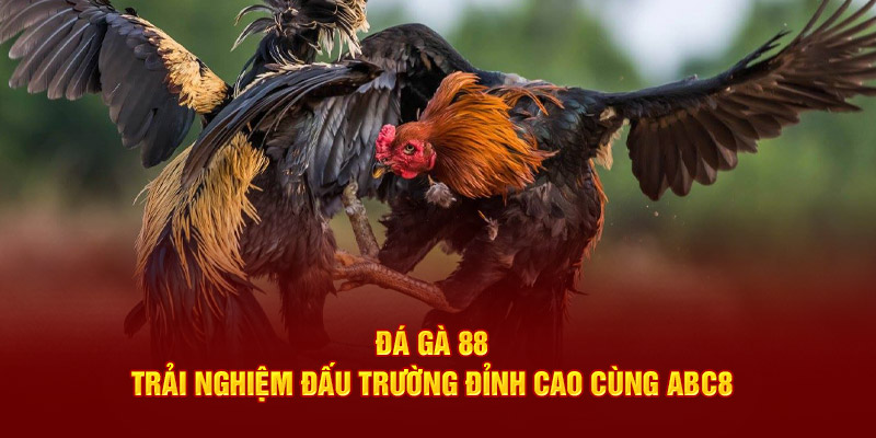 Đá gà 88 trải nghiệm đấu trường đỉnh cao cùng ABC8