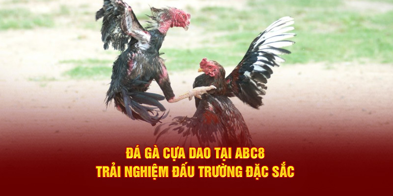 Đá gà cựa dao tại ABC8 trải nghiệm đấu trường đặc sắc