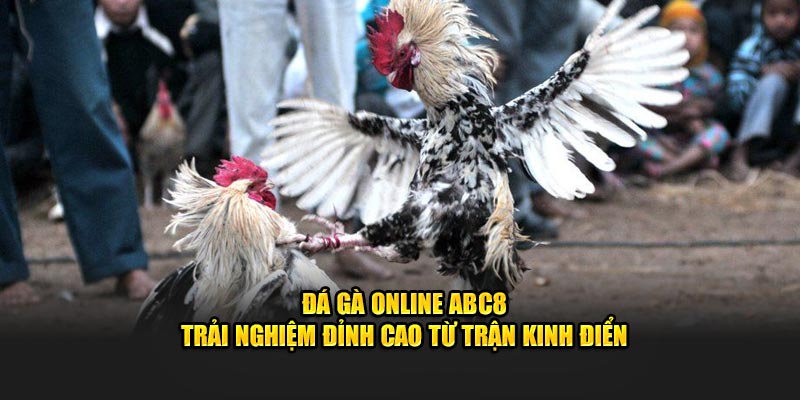 Đá gà online ABC8 trải nghiệm đỉnh cao từ trận kinh điển