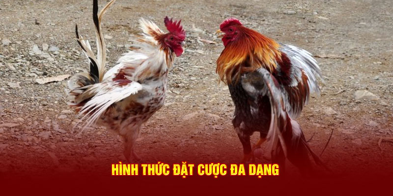 Hình thức đặt cược đa dạng