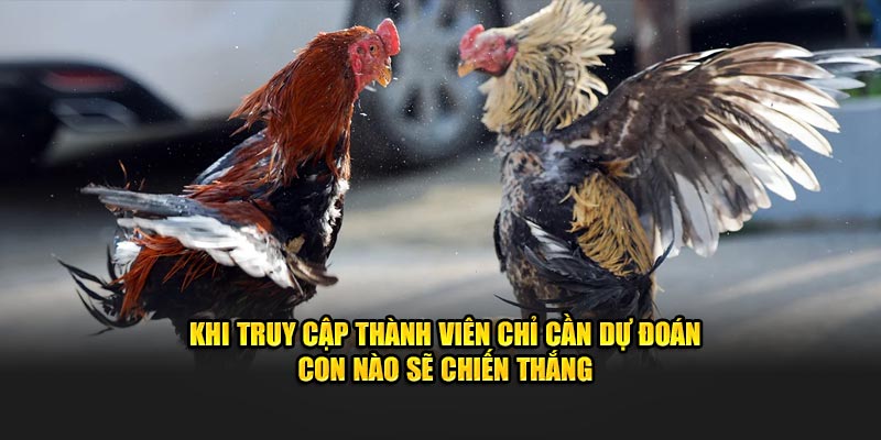 Khi truy cập thành viên chỉ cần dự đoán con nào sẽ chiến thắng