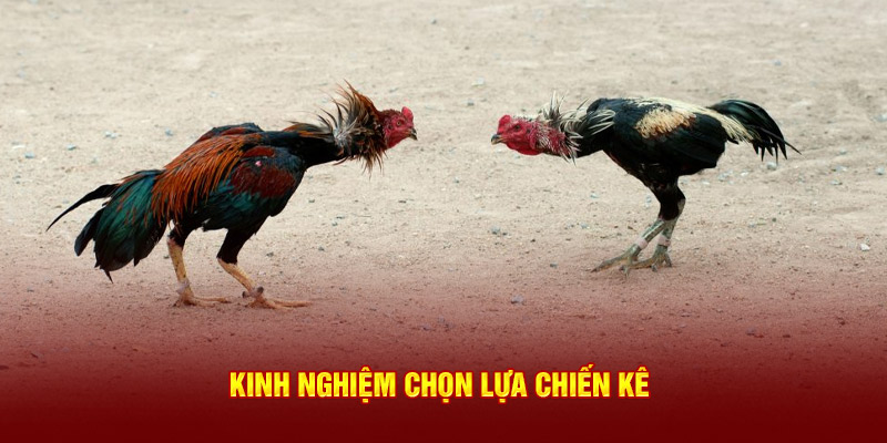 Kinh nghiệm chọn lựa chiến kê