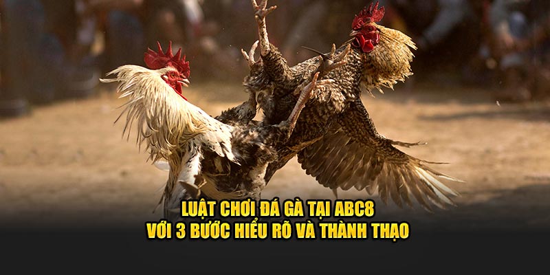 Luật chơi đá gà tại ABC8 cùng 3 bước hiểu rỏ và thành thạo