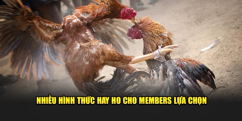 Nhiều hình thức hay ho cho members lựa chọn