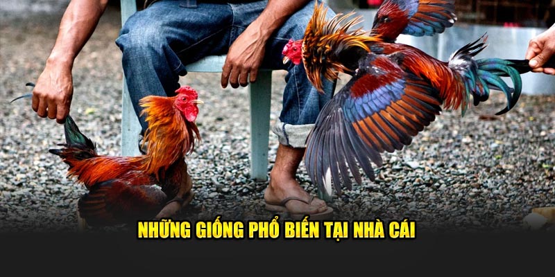 Những giống phổ biến tại nhà cái 