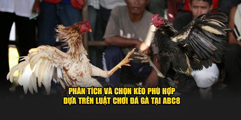 Phân tích và chọn kèo phù hợp dựa trên luật chơi đá gà tại ABC8